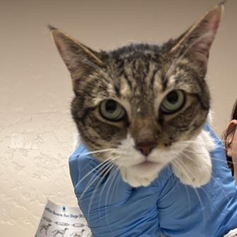 CHIARA - Domestic Shorthair available for adoption