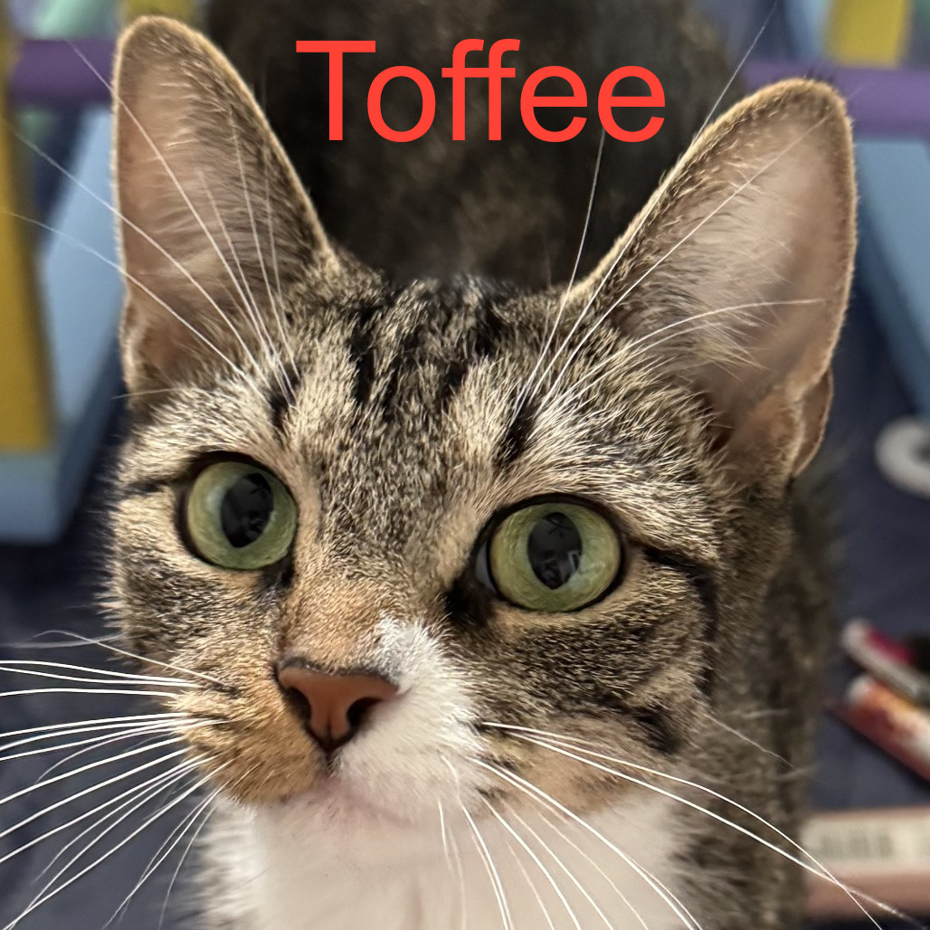 Toffee, an adoptable cat