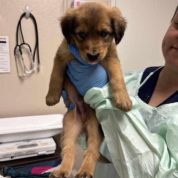 ALLEN - Mixed Breed (Medium) available for adoption
