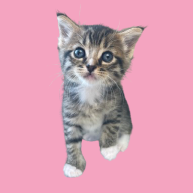 Tusc Stray 82353