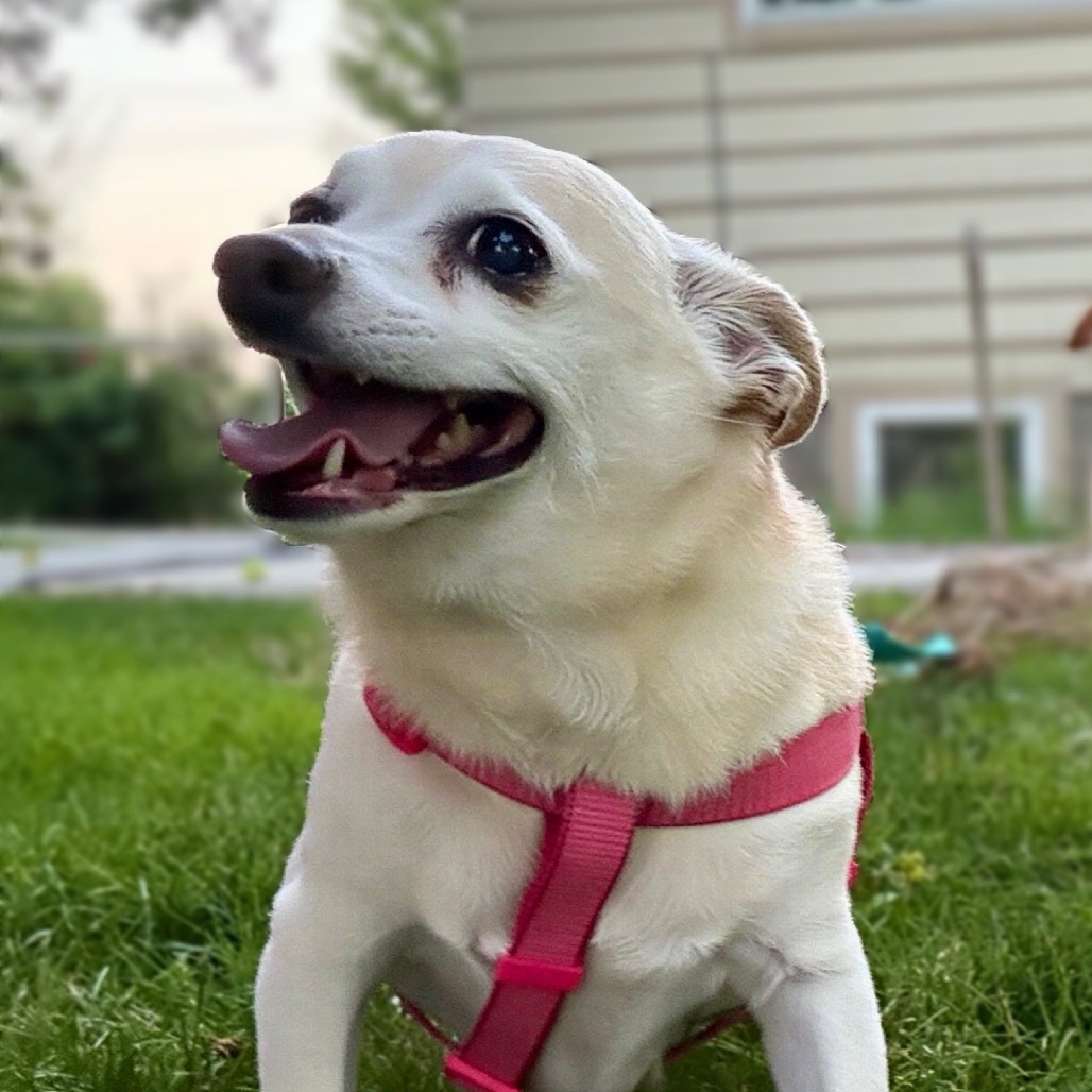 Scout, photo 7