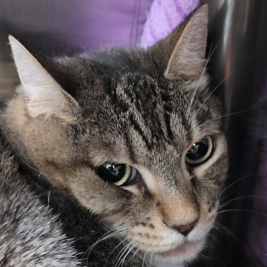 DAISY - Domestic Shorthair available for adoption
