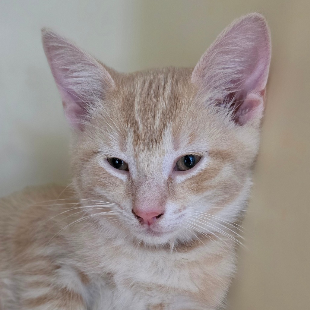 Alvin