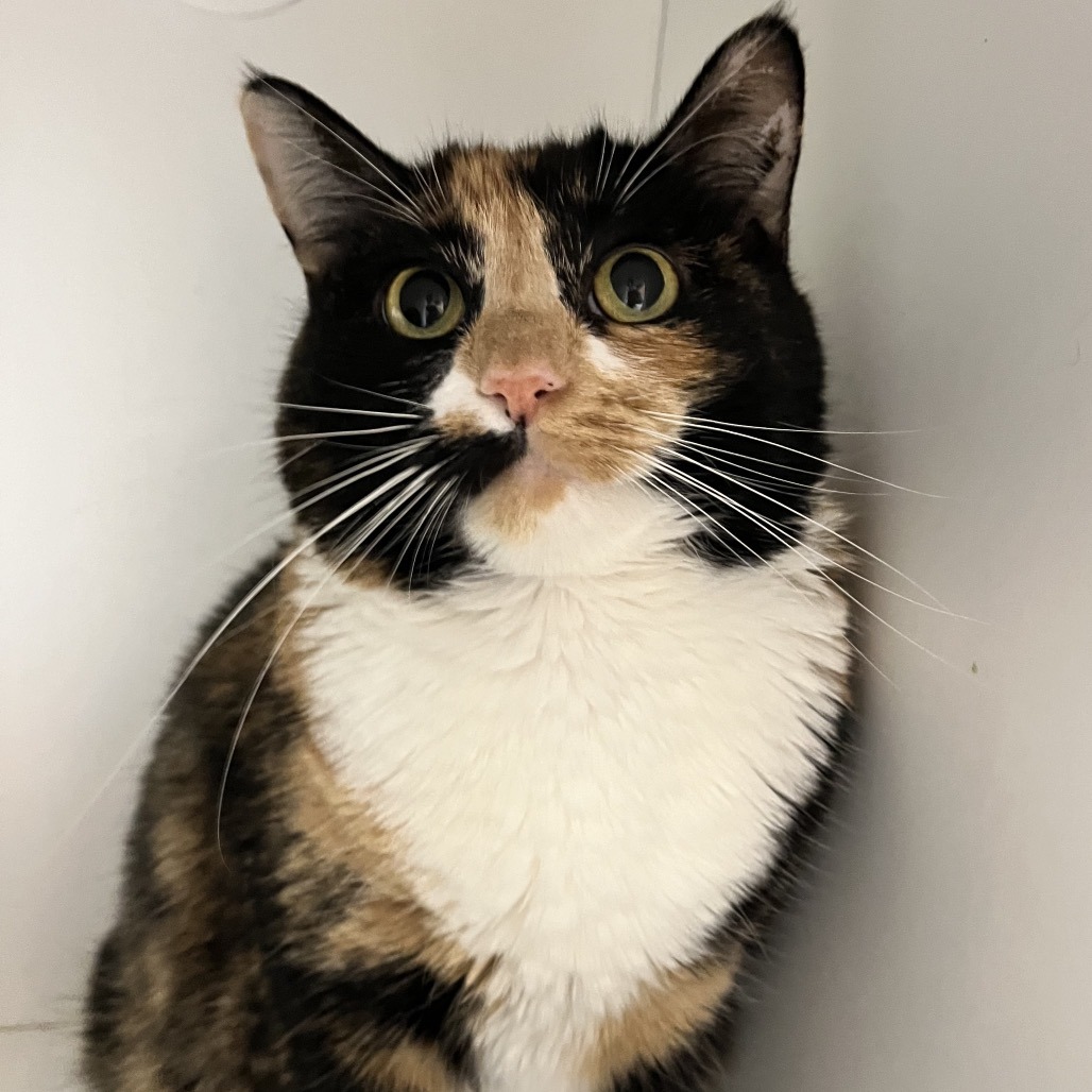 Ella — thumbnail 3