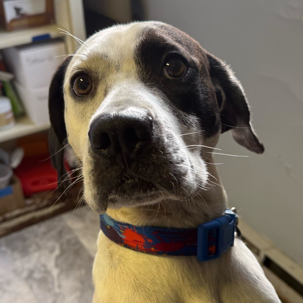 Domino — thumbnail 2