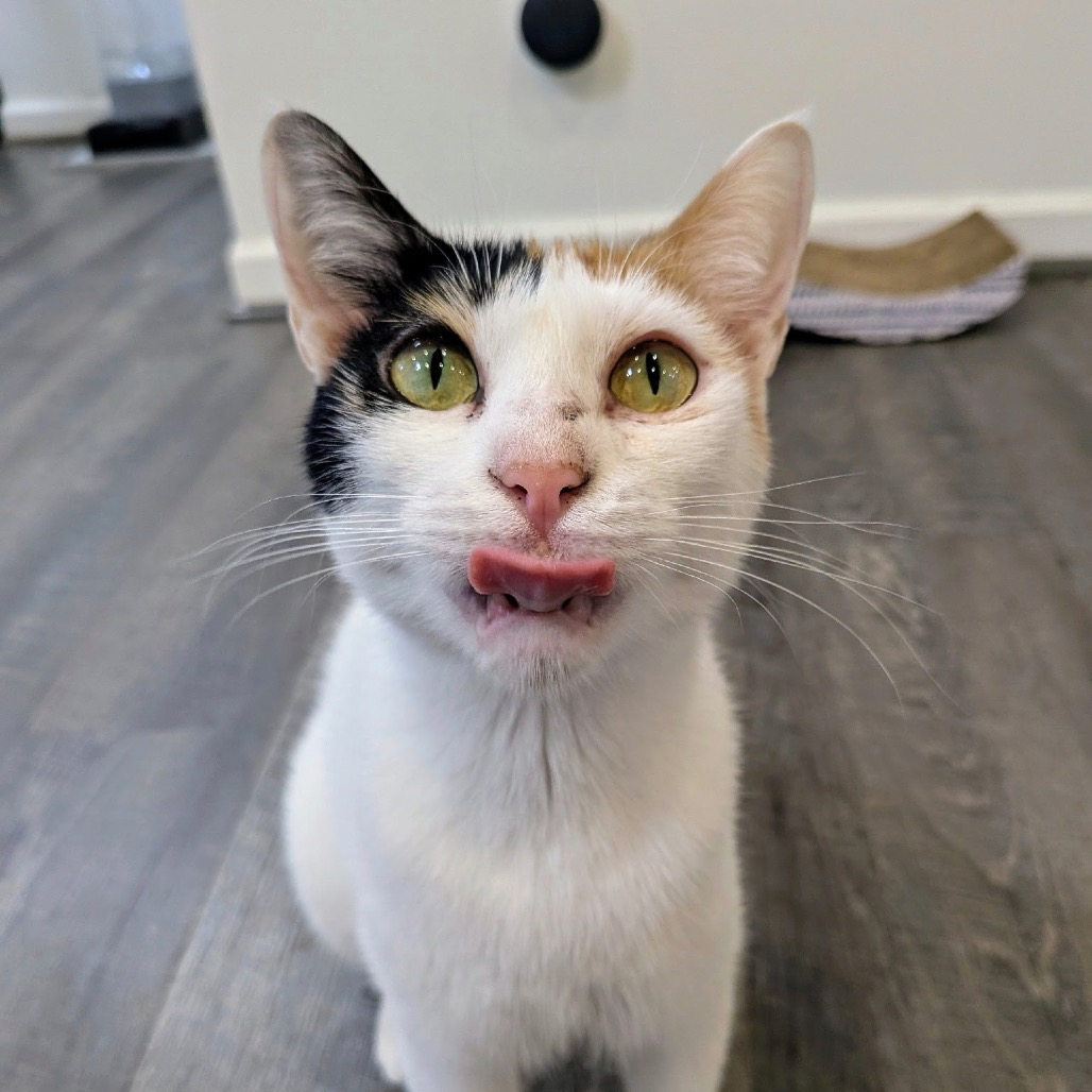 Maggie - Dubai — thumbnail 4