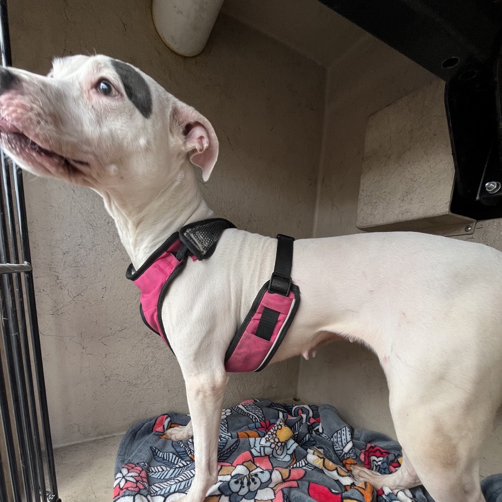 Judge Judy — thumbnail 2