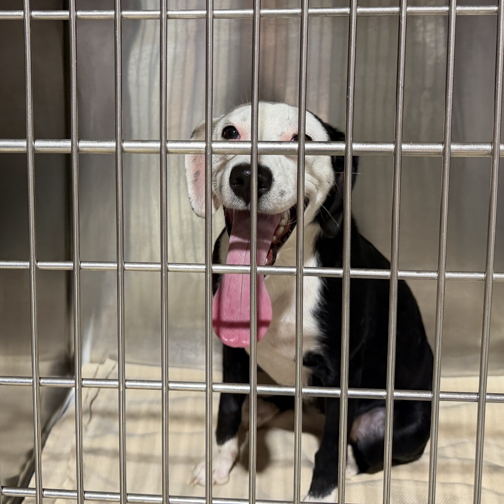 PUP 3 - Mixed Breed (Medium) available for adoption