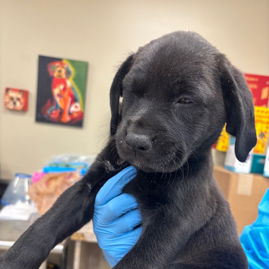 Labrador Retriever