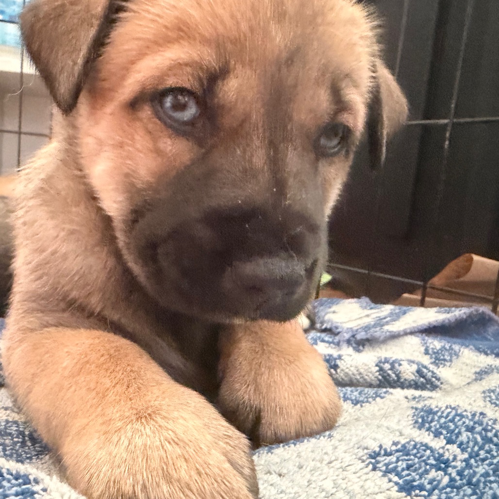 NOVA (CAN LEAVE 10/4) - Husky / Mixed Breed (Medium) available for adoption