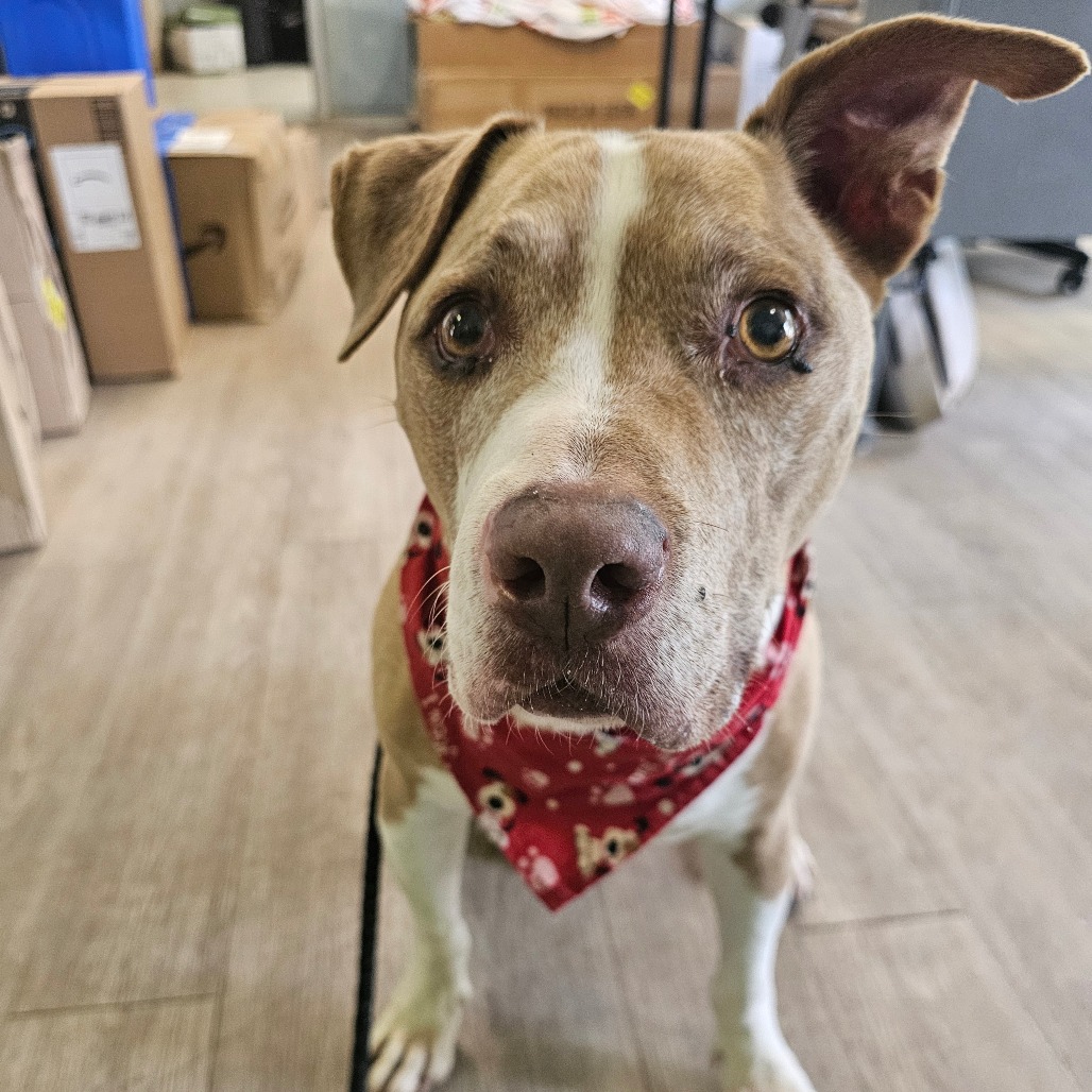 Woody, adoptable senior dog