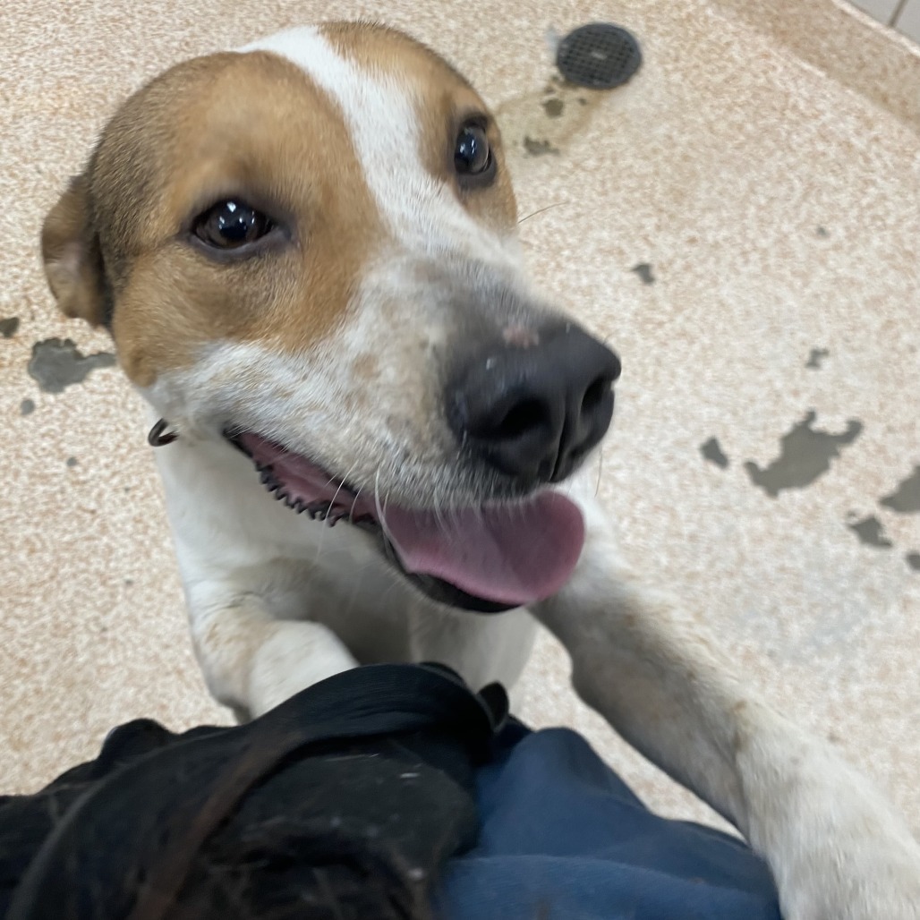 AIOLI - Cattle Dog / Mix available for adoption