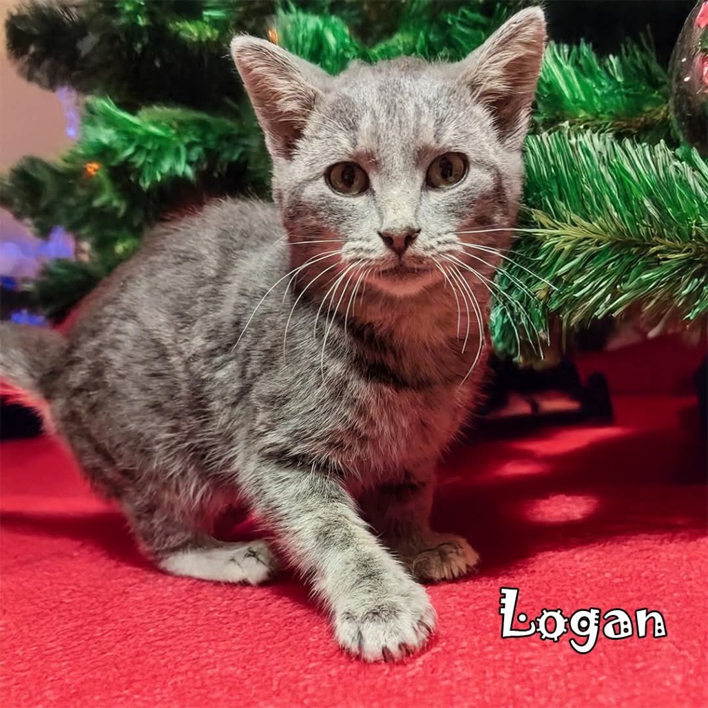 Logan (FeLV+), an adoptable cat
