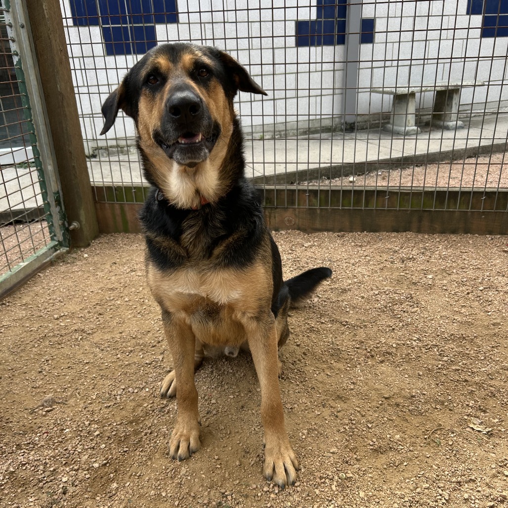 BEAR - Shepherd, German / Hound available for adoption