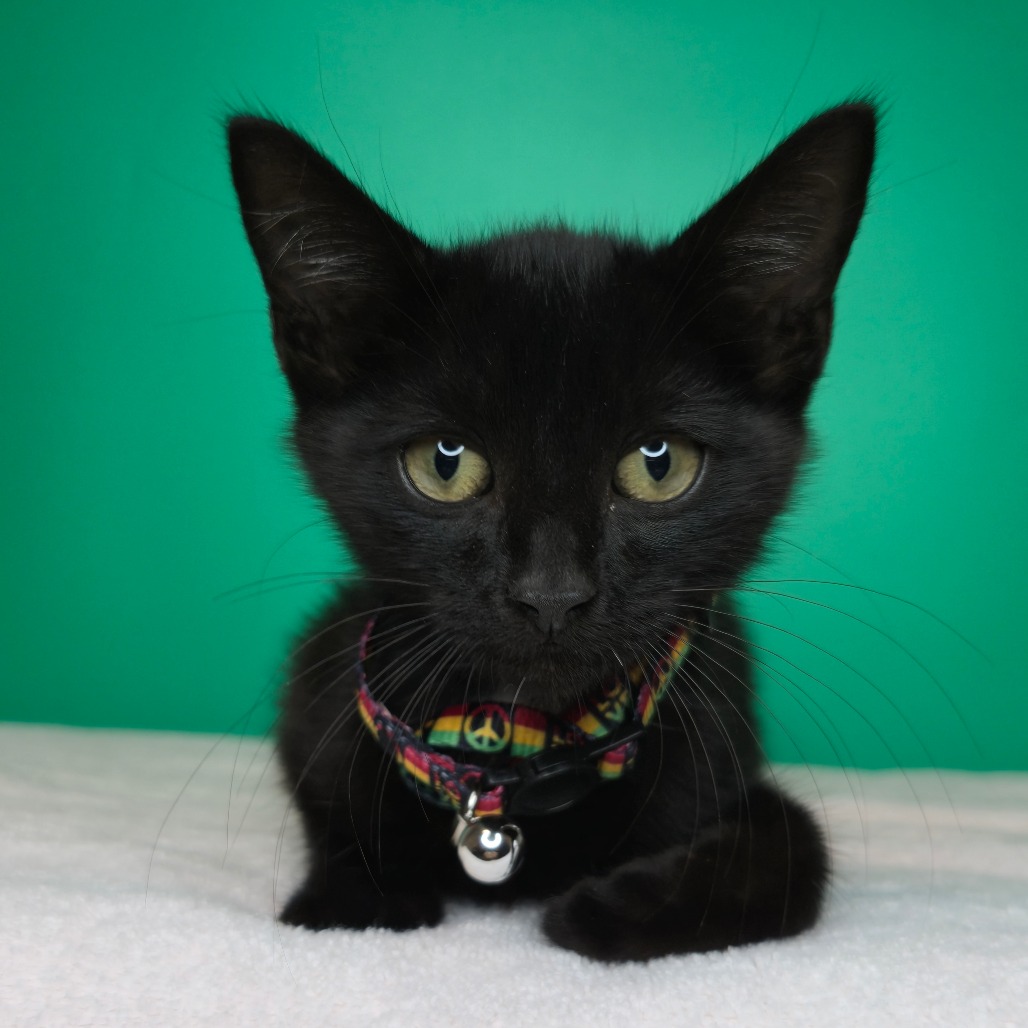 JETT - Domestic Shorthair available for adoption
