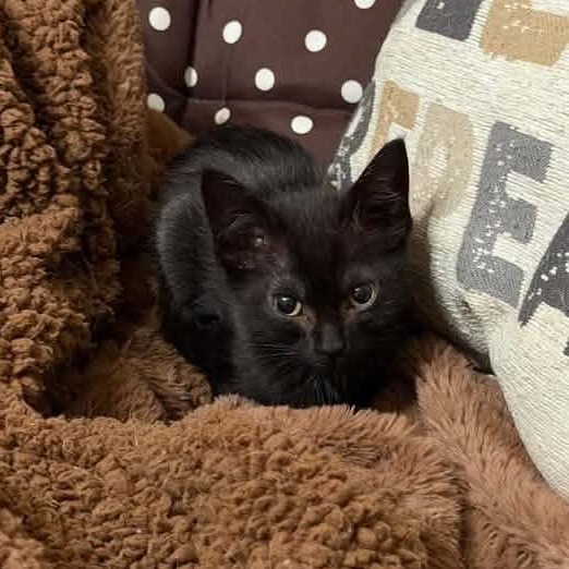 ONYX - Domestic Shorthair available for adoption
