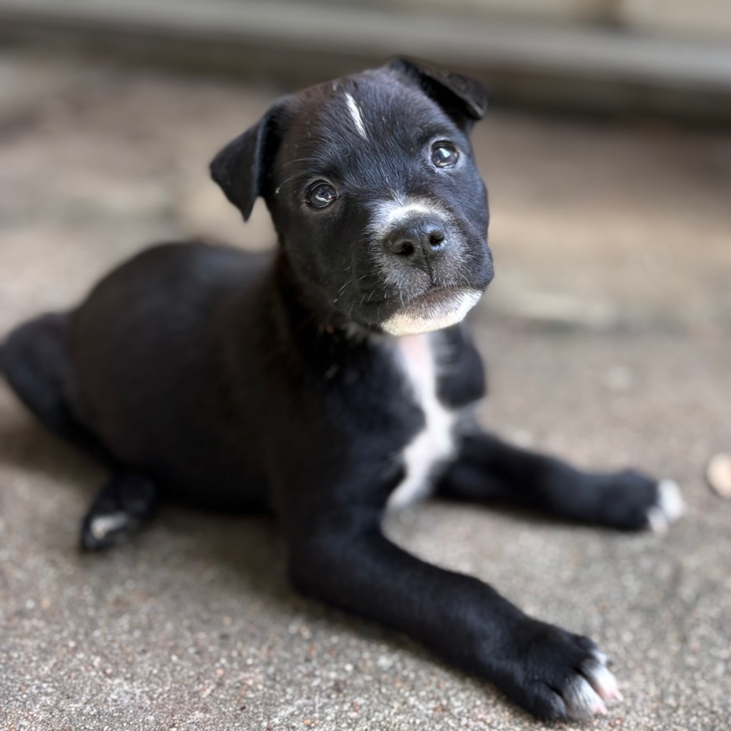 LEMON MERINGUE - Mixed Breed (Small) / Mix available for adoption