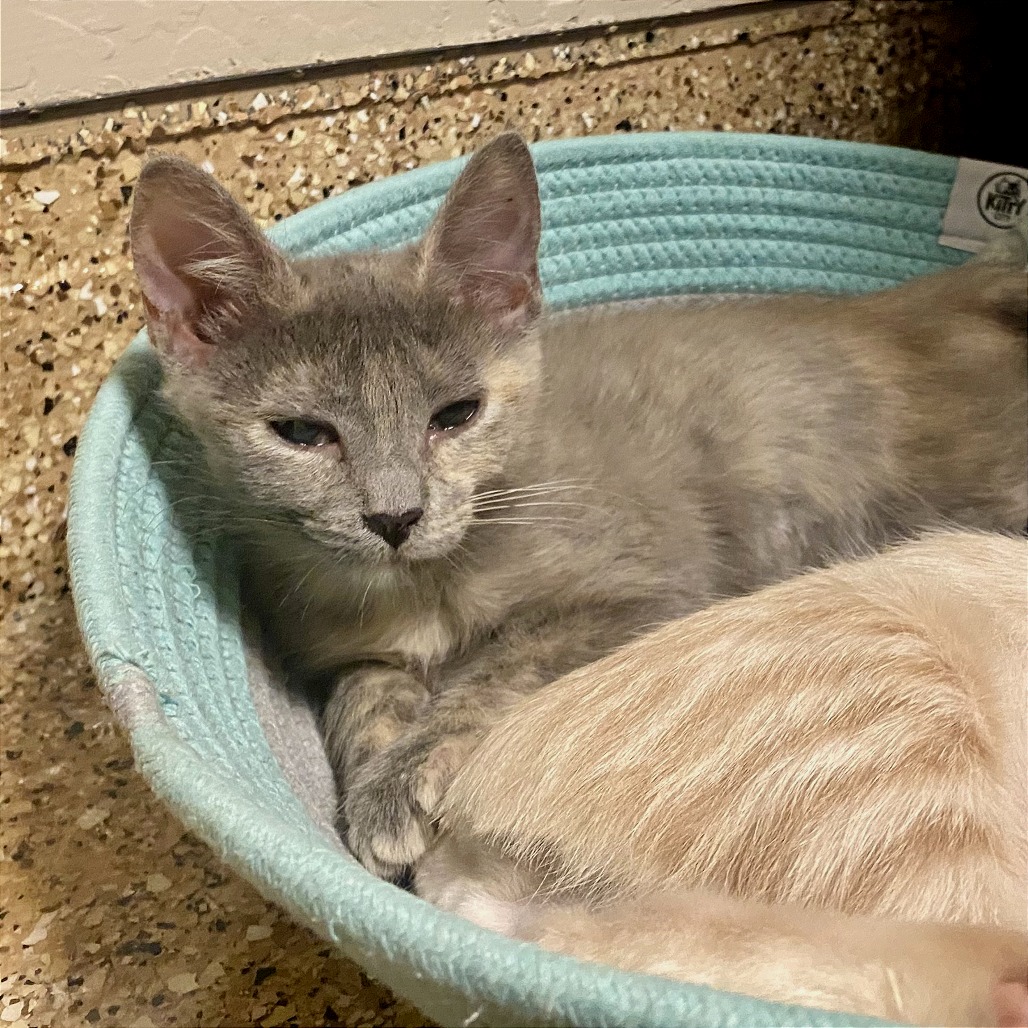Onion Ring: Female 2 Domestic Shorthair