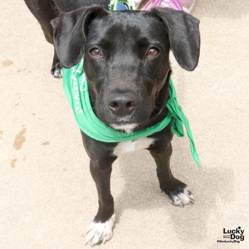 TIANA - Retriever, Labrador / Beagle available for adoption