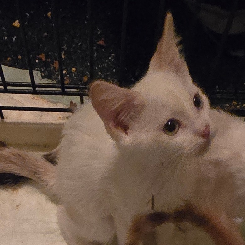 BRADY - Domestic Shorthair for adoption in West Jordan