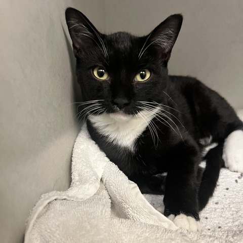 MOXI - Domestic Shorthair available for adoption