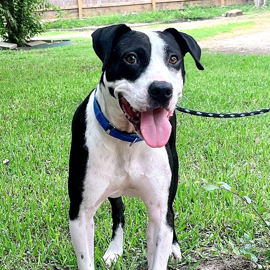 DEXTER - Terrier / American Pit Bull available for adoption