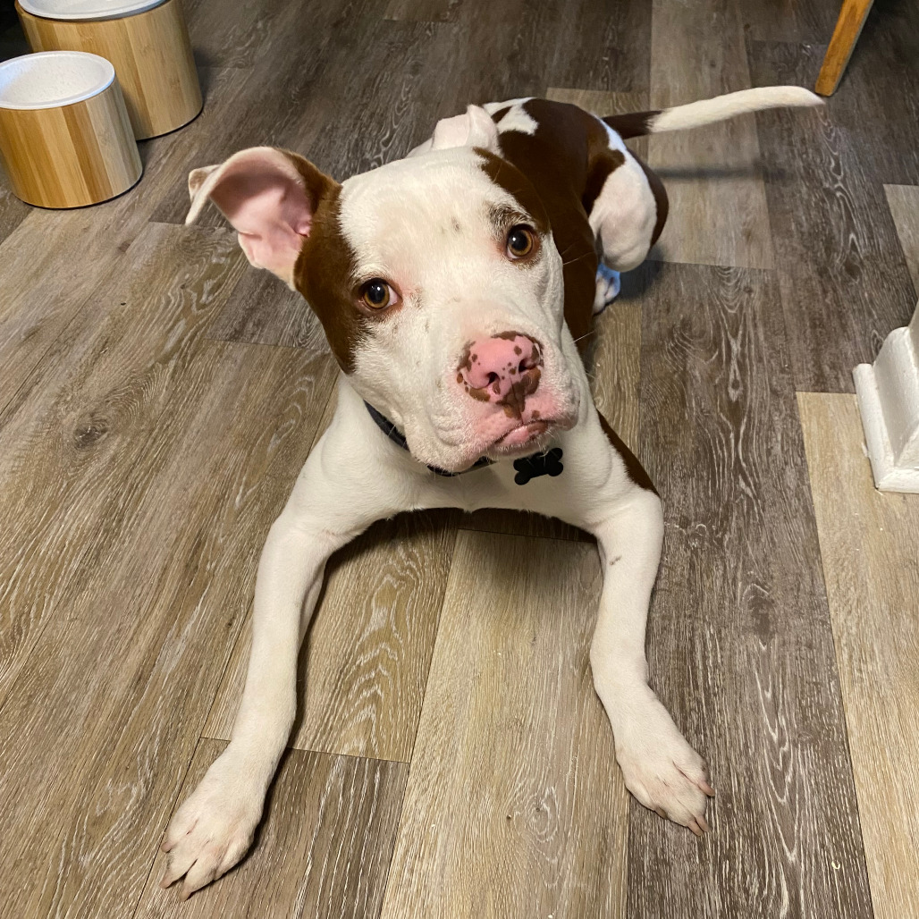 Taco — thumbnail 3