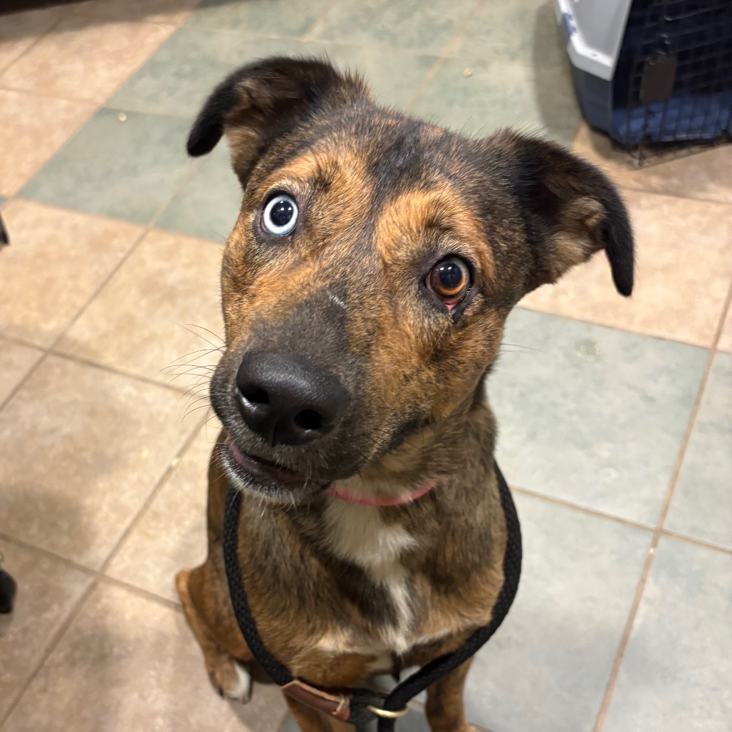 Stellaluna — thumbnail 8