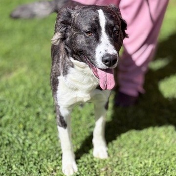 Kennel#22 Harley's preview photo