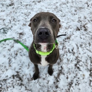 Buddy — thumbnail 3