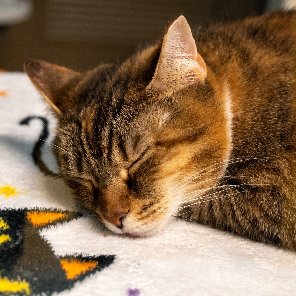 BANANA - Domestic Shorthair available for adoption