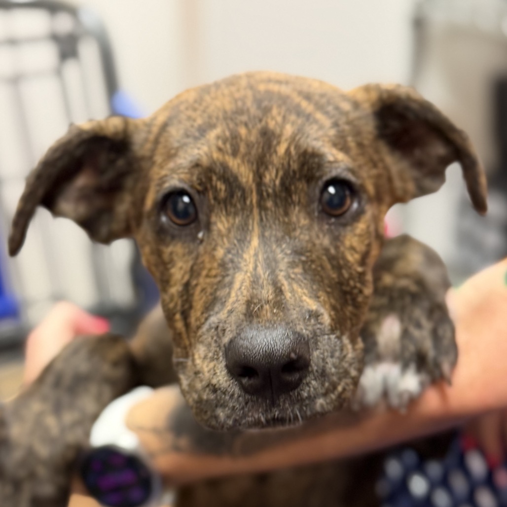 HOPSCOTCH - Terrier / Pit Bull available for adoption