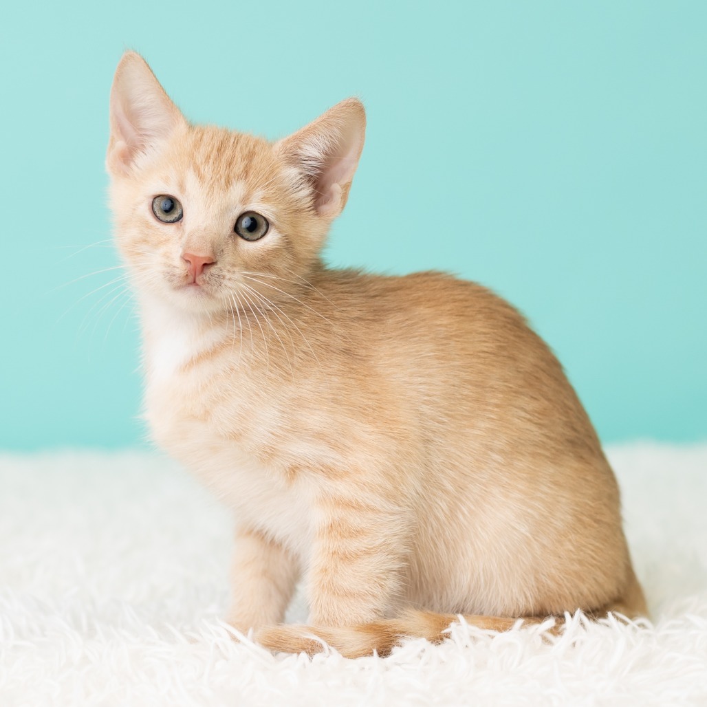 Freddie Neko