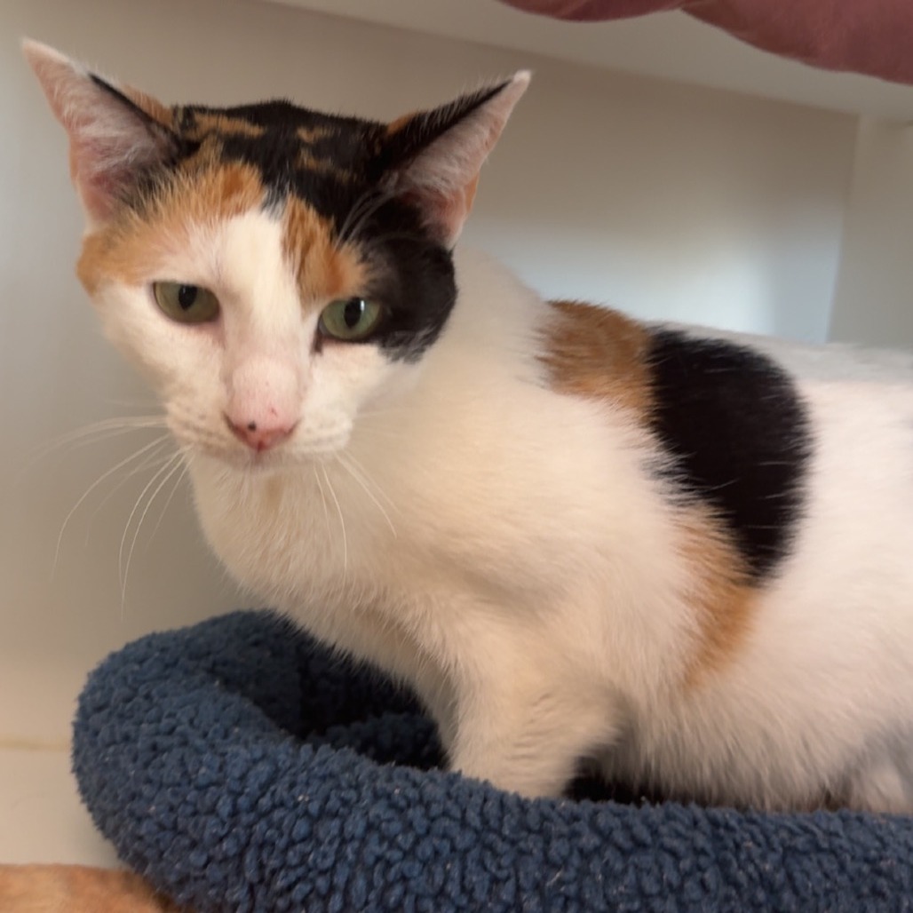 SHAZI - Domestic Shorthair / Domestic Shorthair for adoption in League City