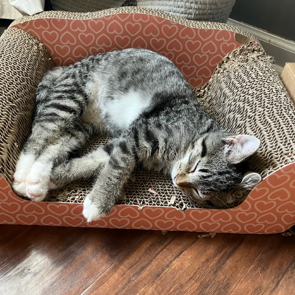 Asteroid — thumbnail 2