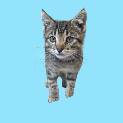 Bama