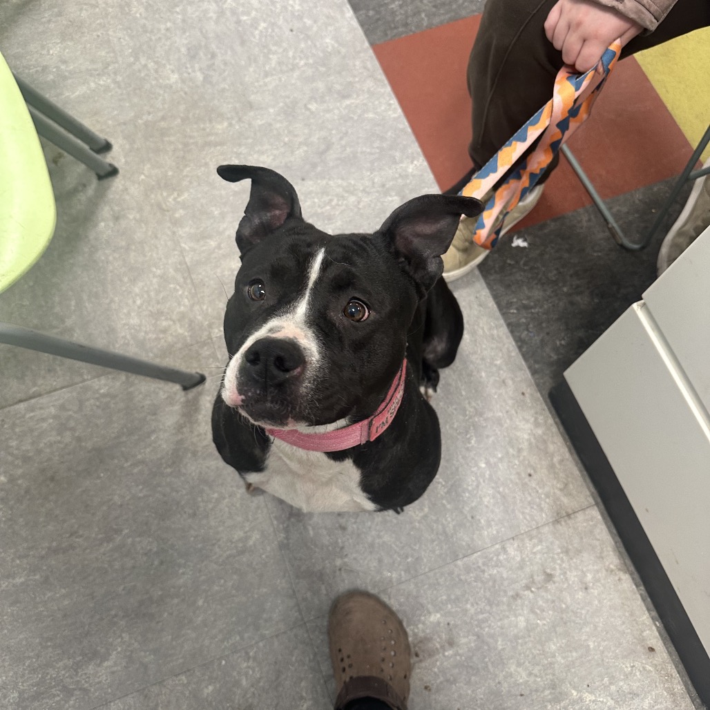 Whimsy Lou — thumbnail 5