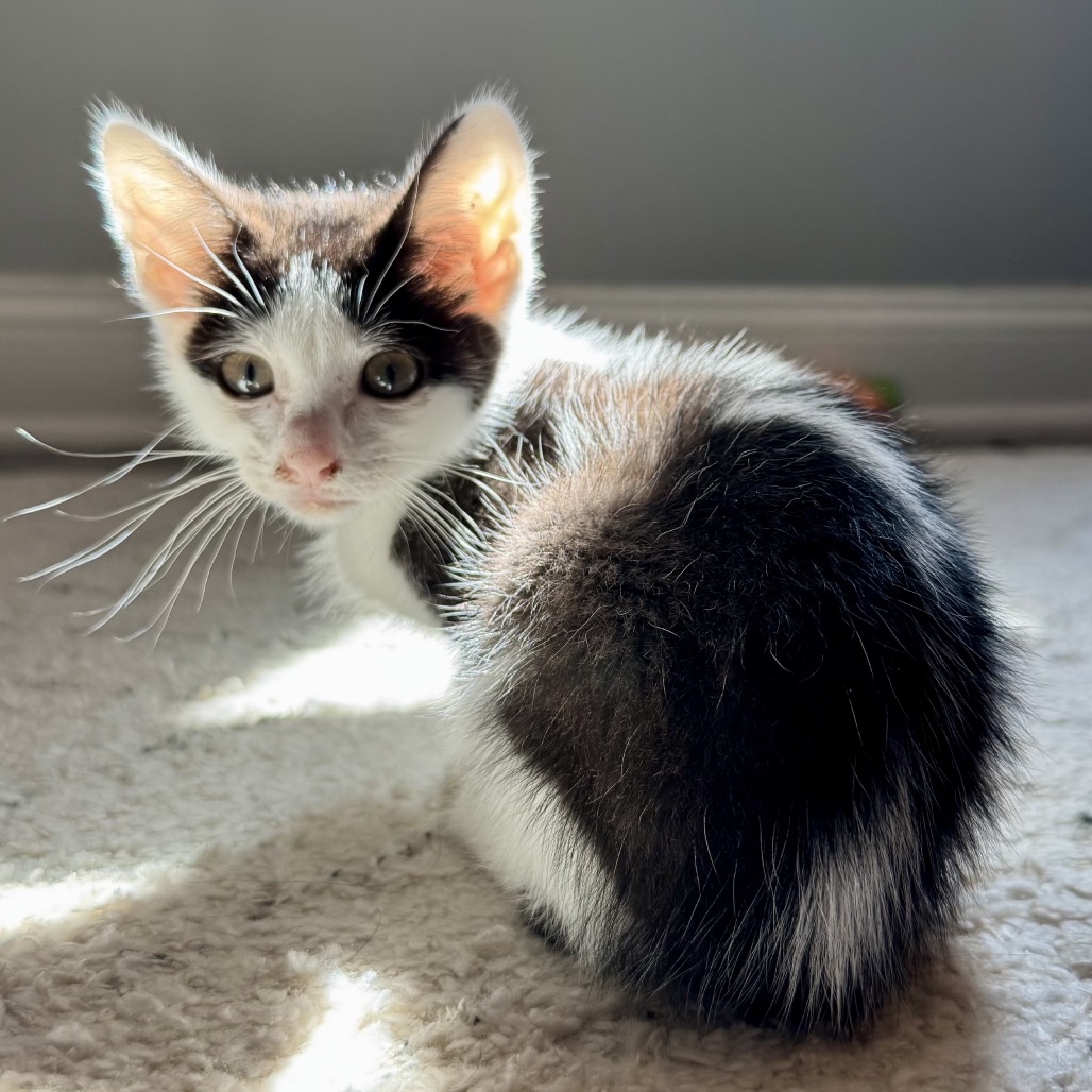 Vanilla, photo 3