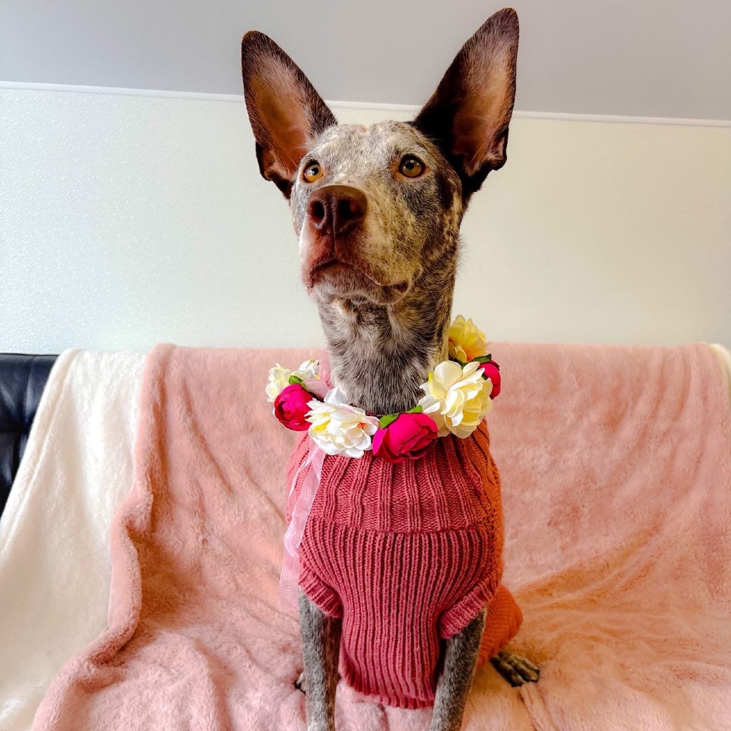 Maggie O'Hooligan/Mom 