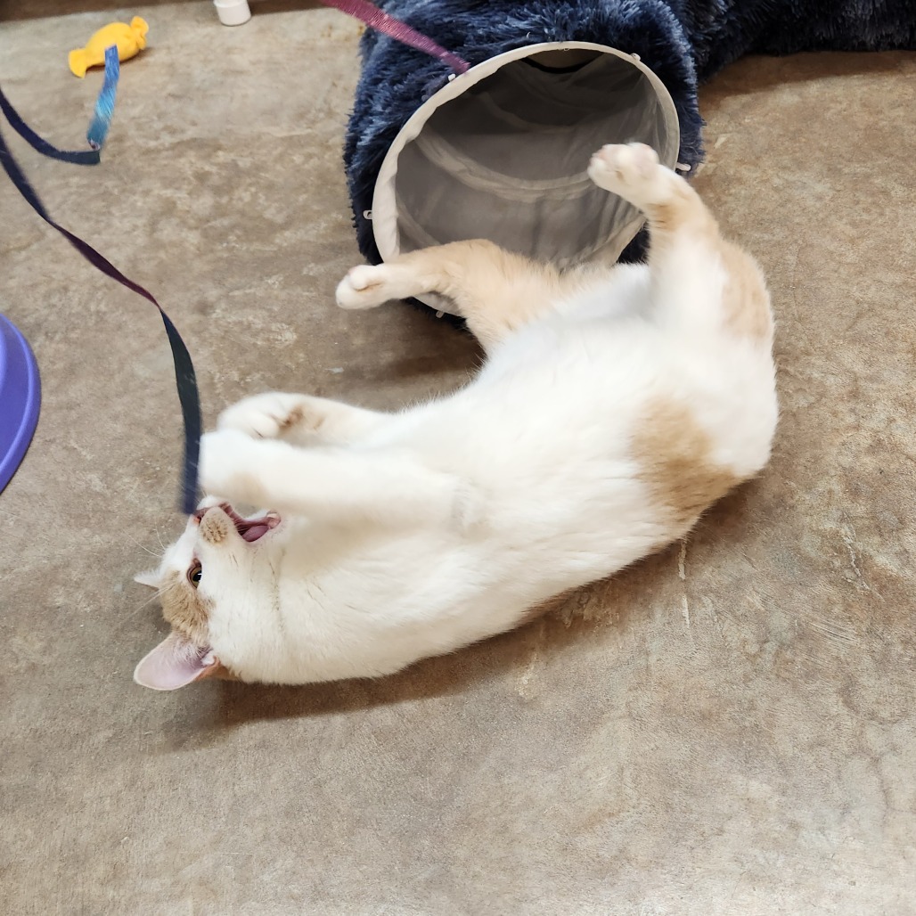 Bobcat — thumbnail 3