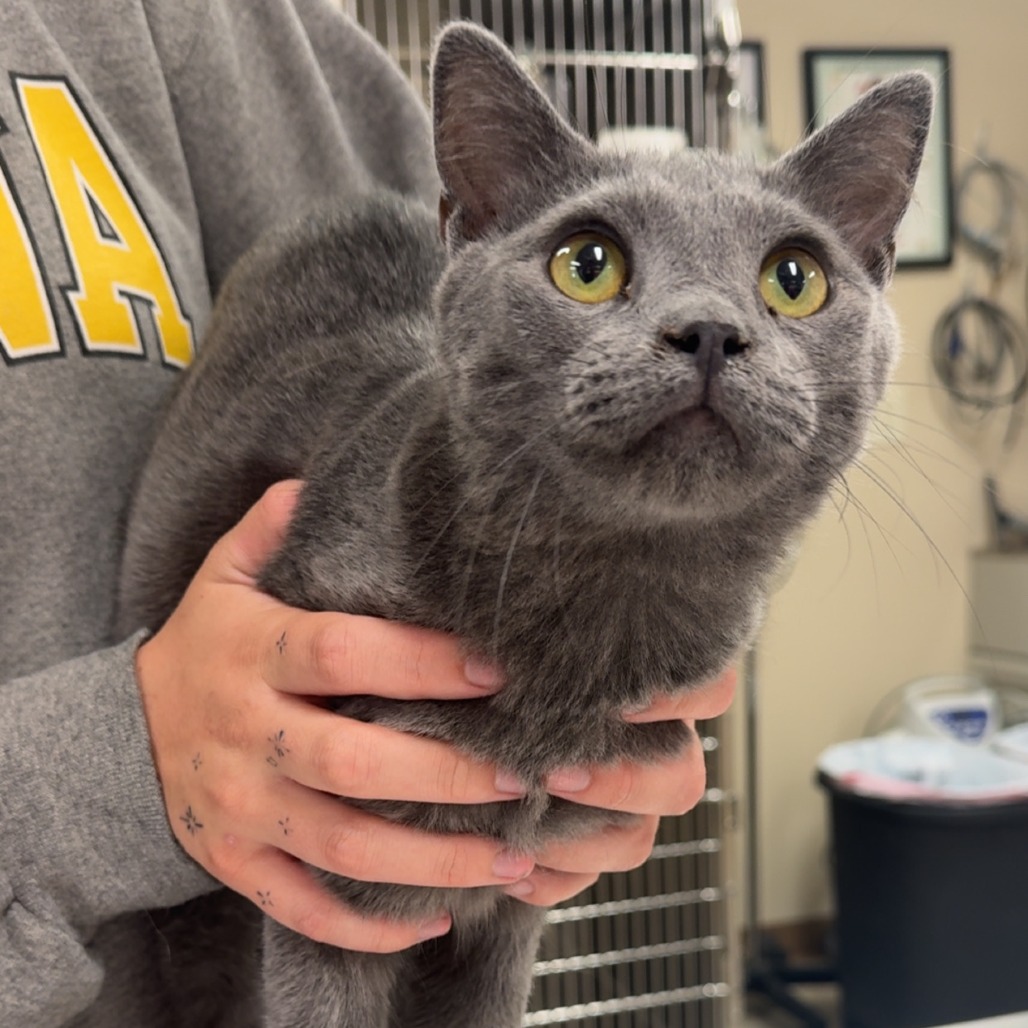 Maui, adopted