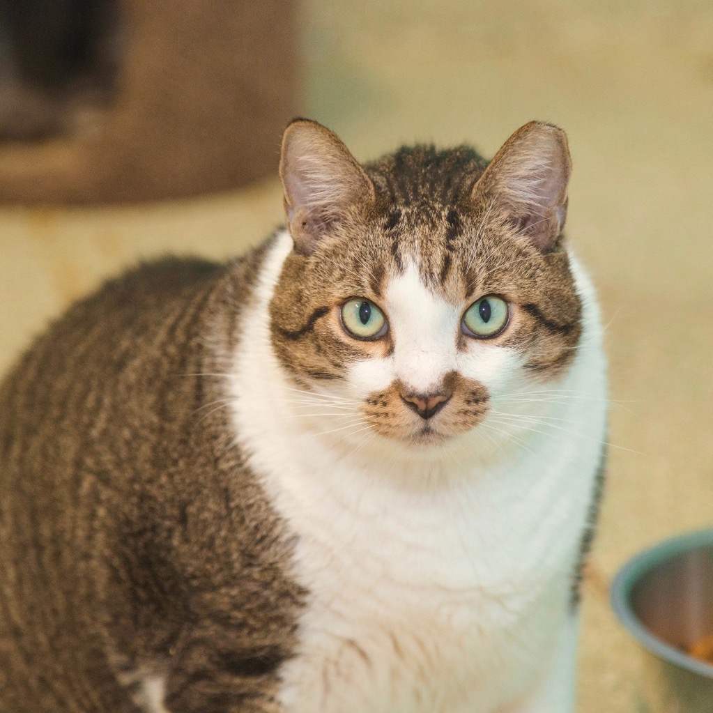 Another portrait of Stinker