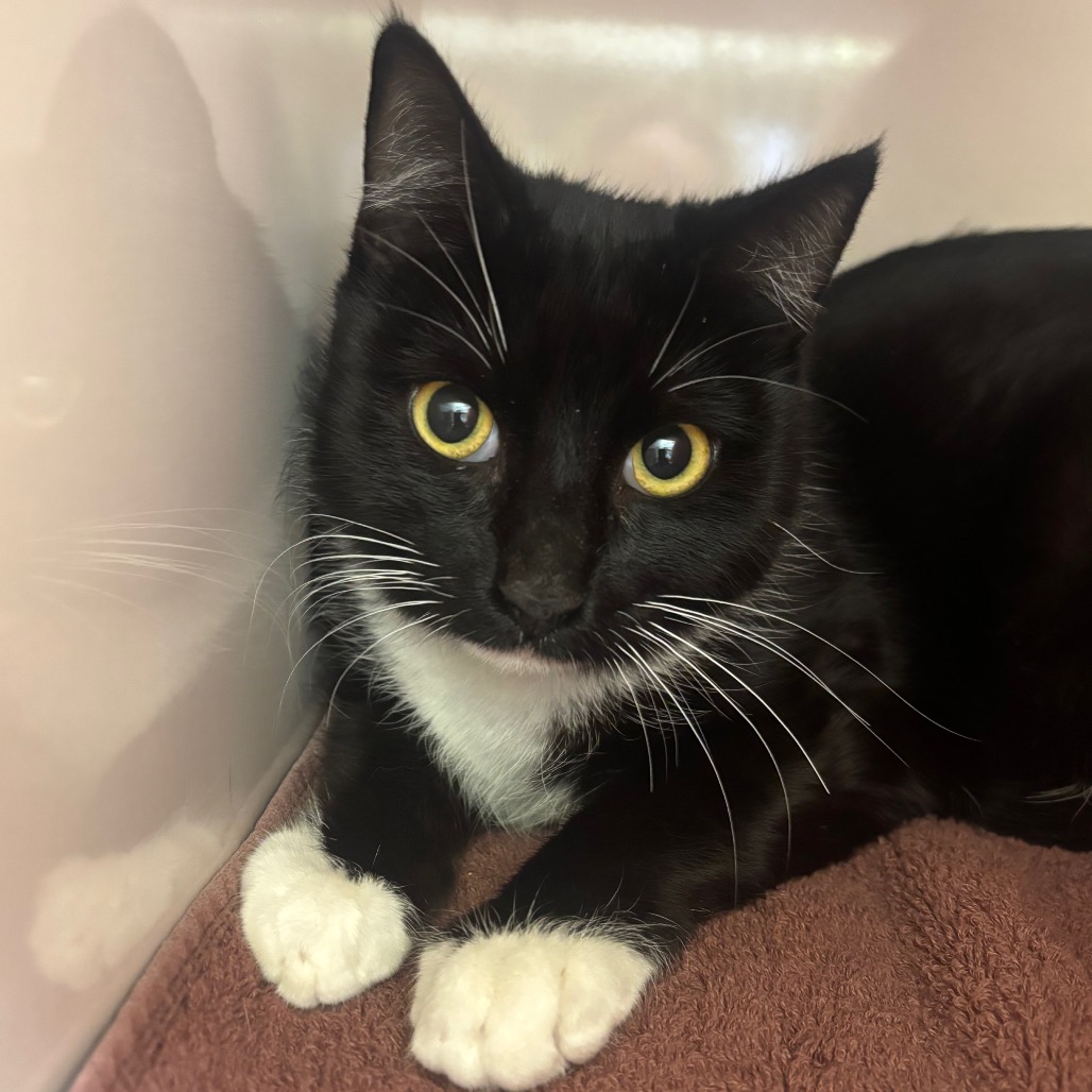 Romy - Domestic Shorthair