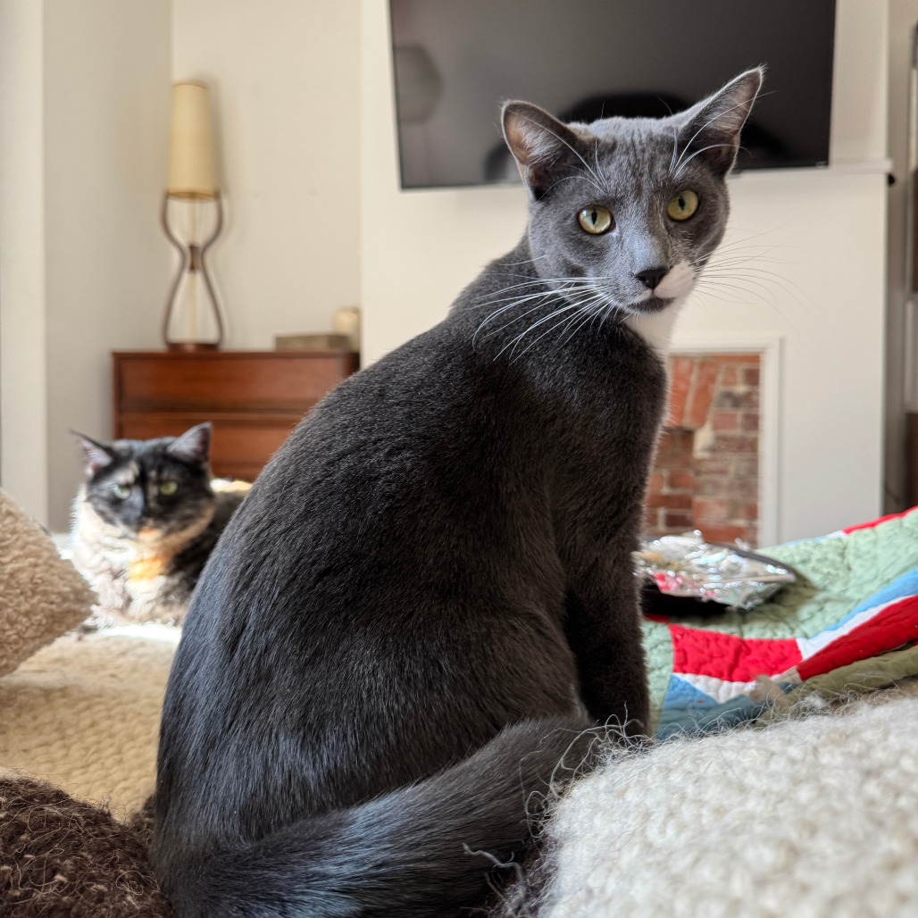 Arthur is available for adoption at Trash Cat Rescue