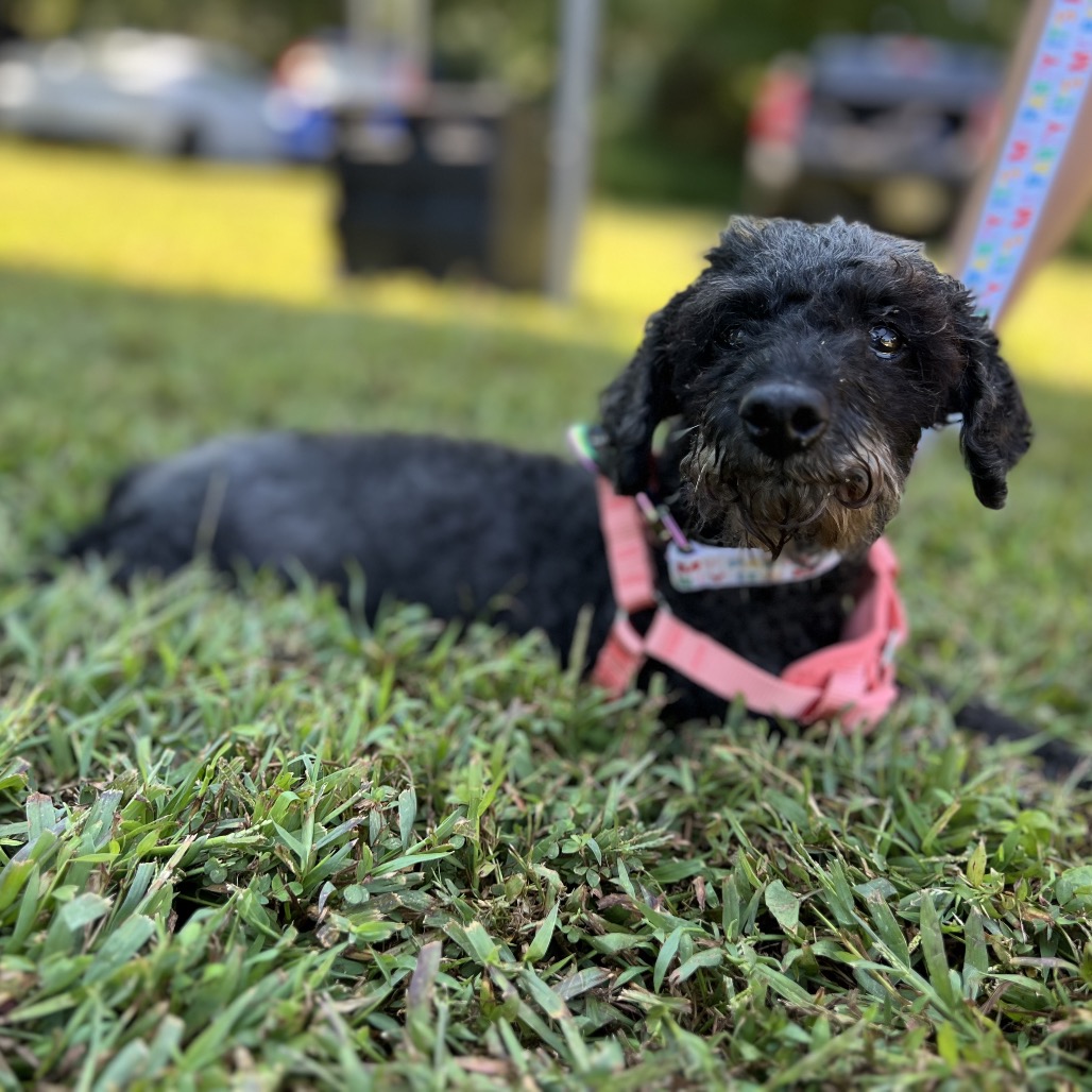 Willow (Whoopie), photo 17