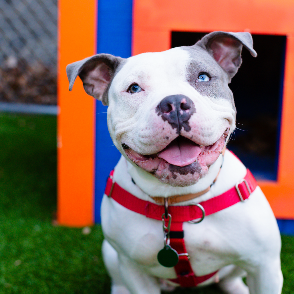 KIRA - Terrier, American Staffordshire / Terrier, American Pit Bull available for adoption