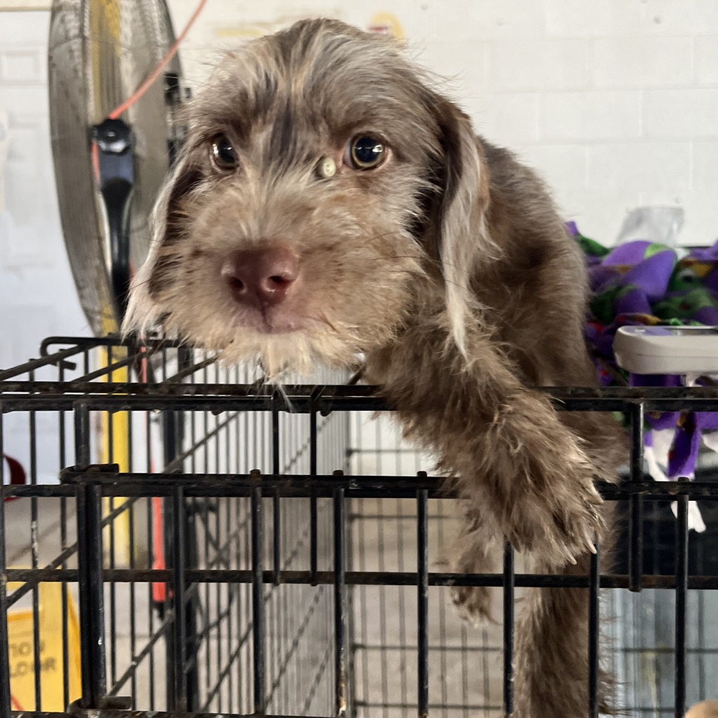 EACS-STRAY-199694_4 - Terrier / Mixed Breed (Small) available for adoption