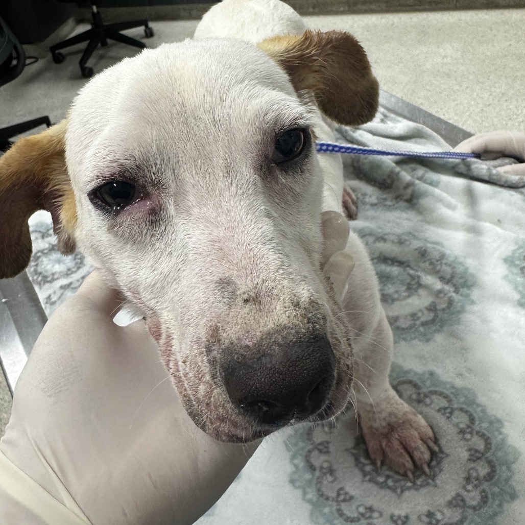 BITSY - Mixed Breed (Small) available for adoption