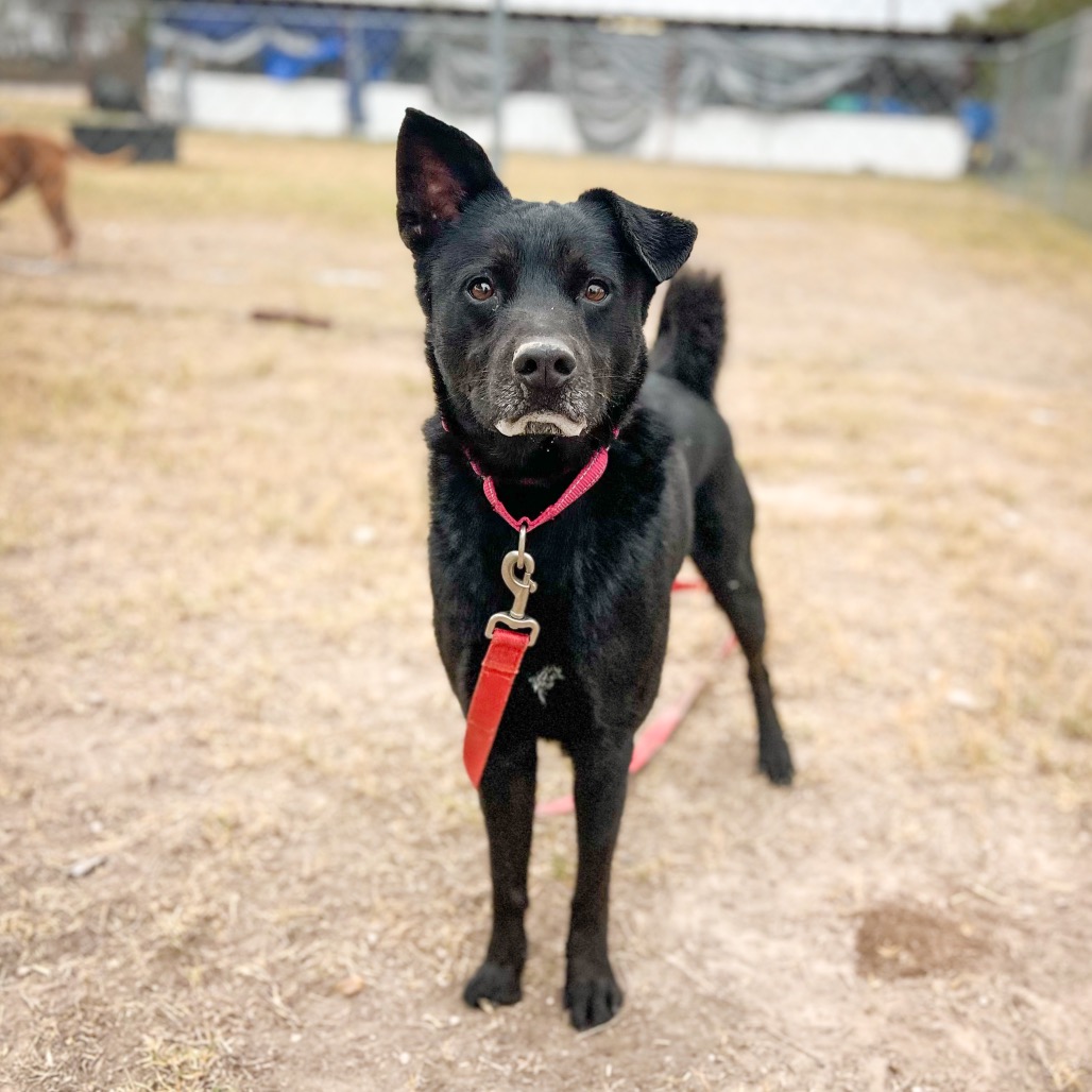 Chad, available for adoption at PVAS