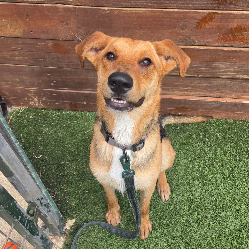 DODGE - Shepherd / Retriever, Labrador available for adoption
